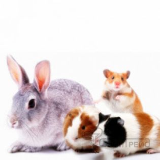 Декоративни гризачи