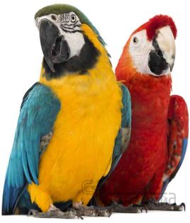 Декоративни птици